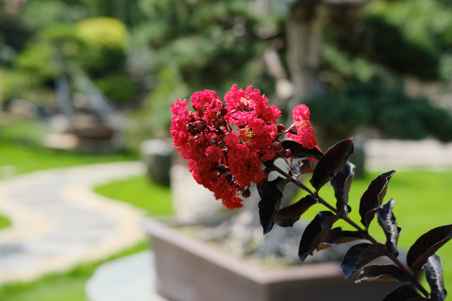 Crape myrtle