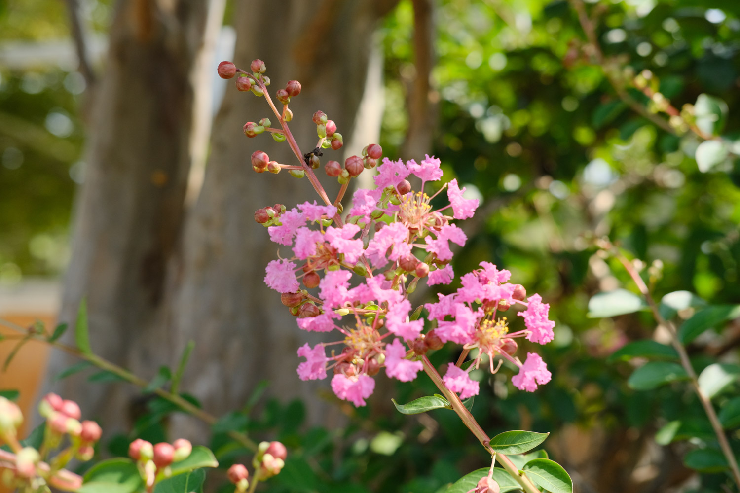 Crape myrtle