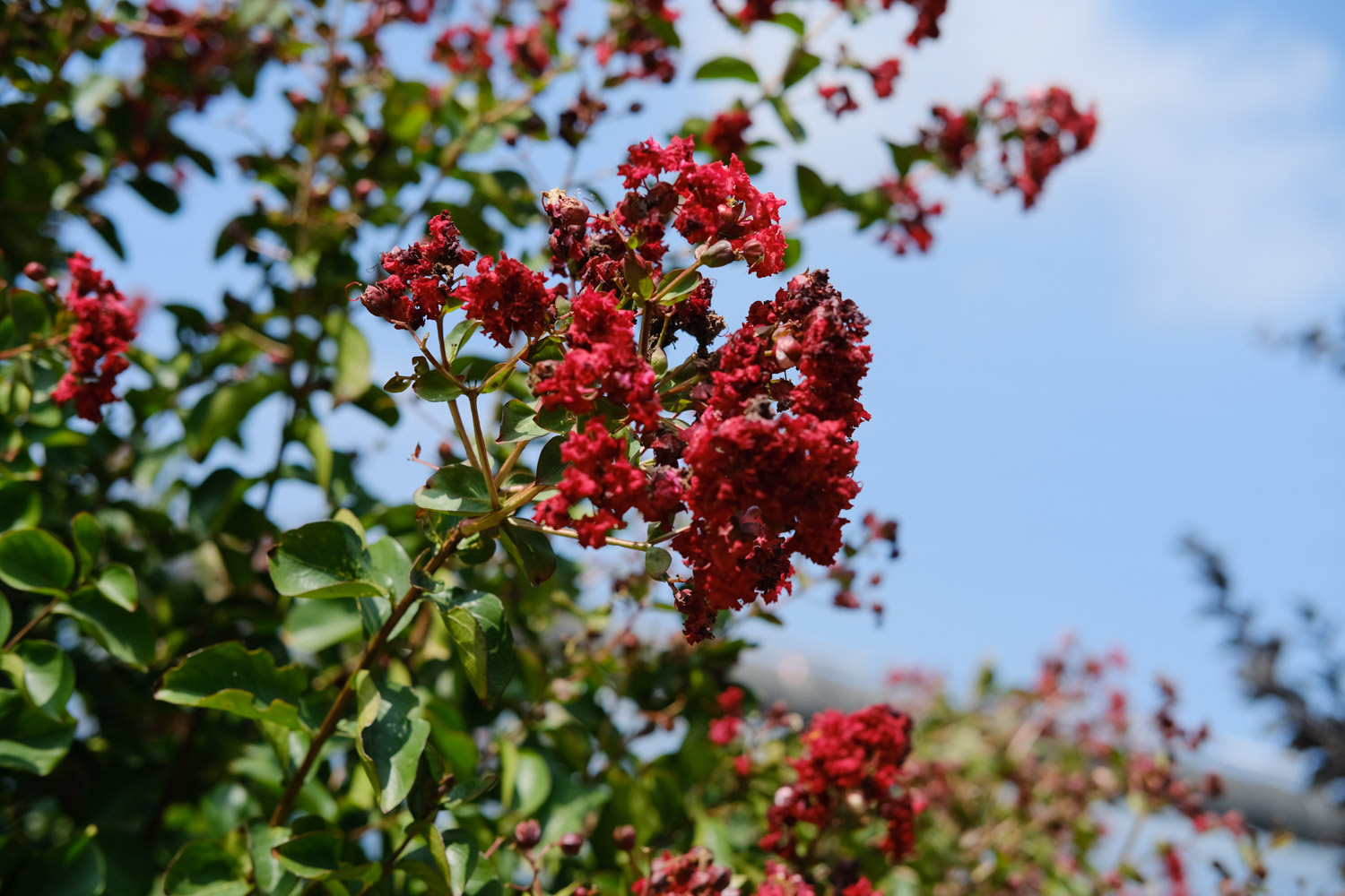 Lagerstroemia indica