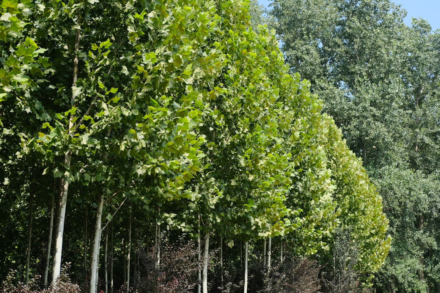 plane tree