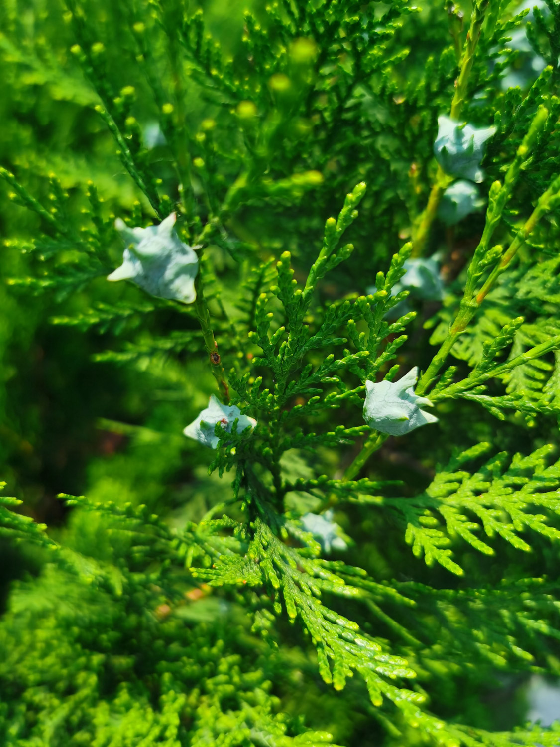 Platycladus orientalis