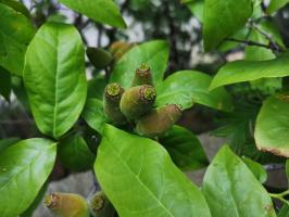 can fresh water plants grow with led