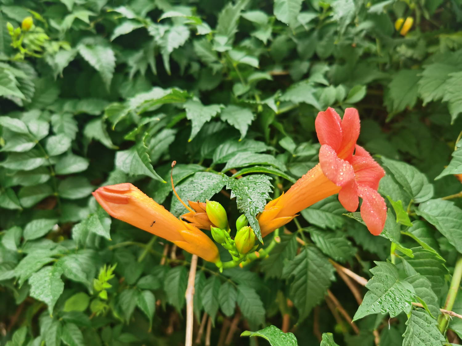 Chinese trumpet creeper