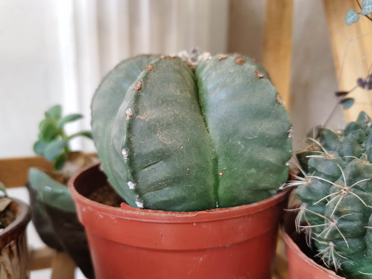 Cactus