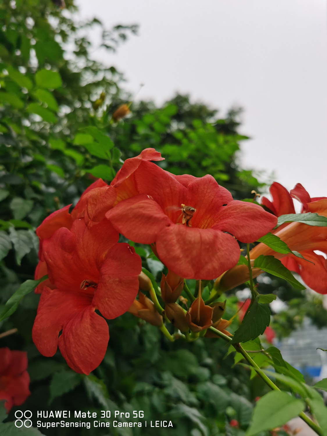 Chinese trumpet creeper