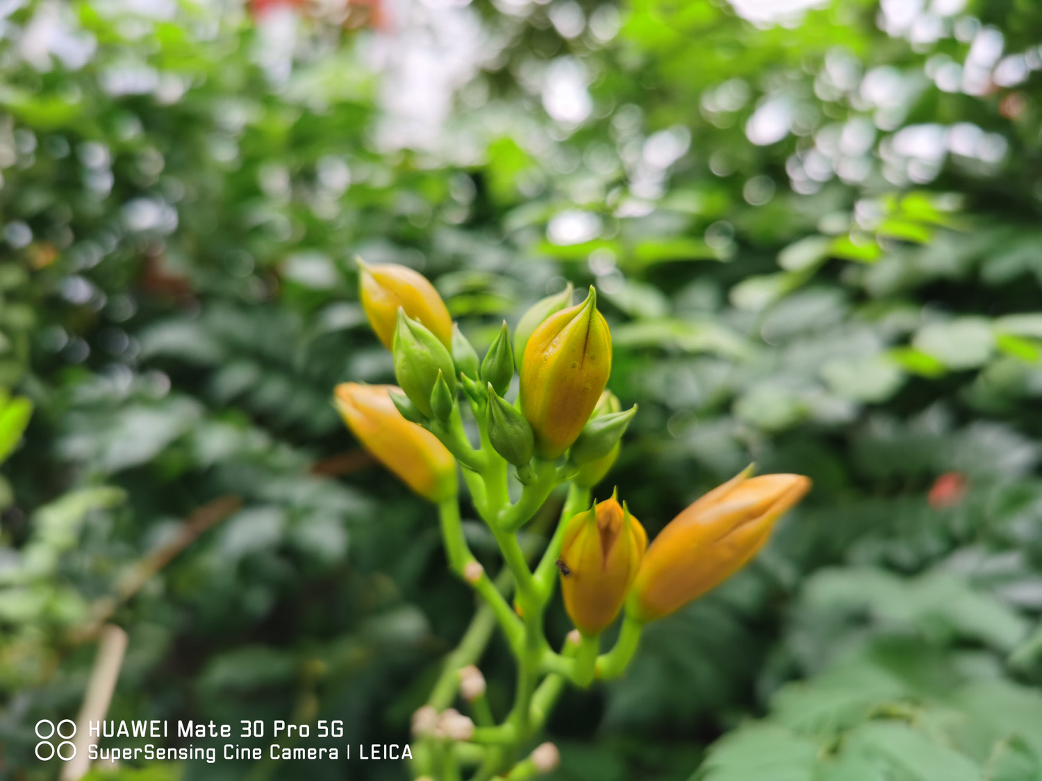 Chinese trumpet creeper