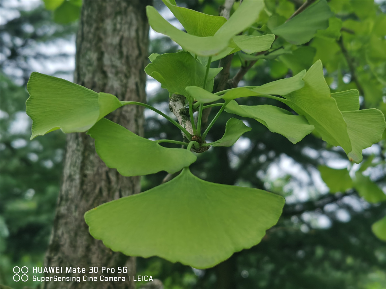 ginkgo