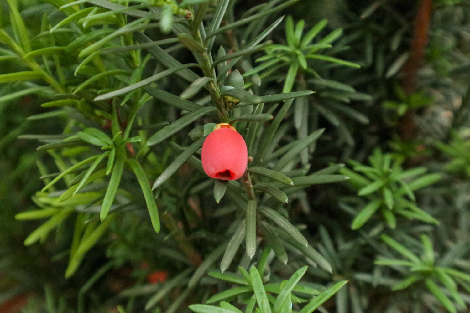 chinese yew