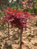 How to water red maple bonsai