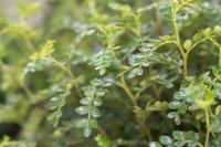 Cultivation method of pepper bonsai