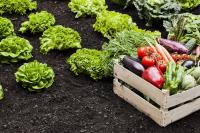 The "three kinds" of dishes on the balcony can be served in 30 days by sprinkling water at ordinary times