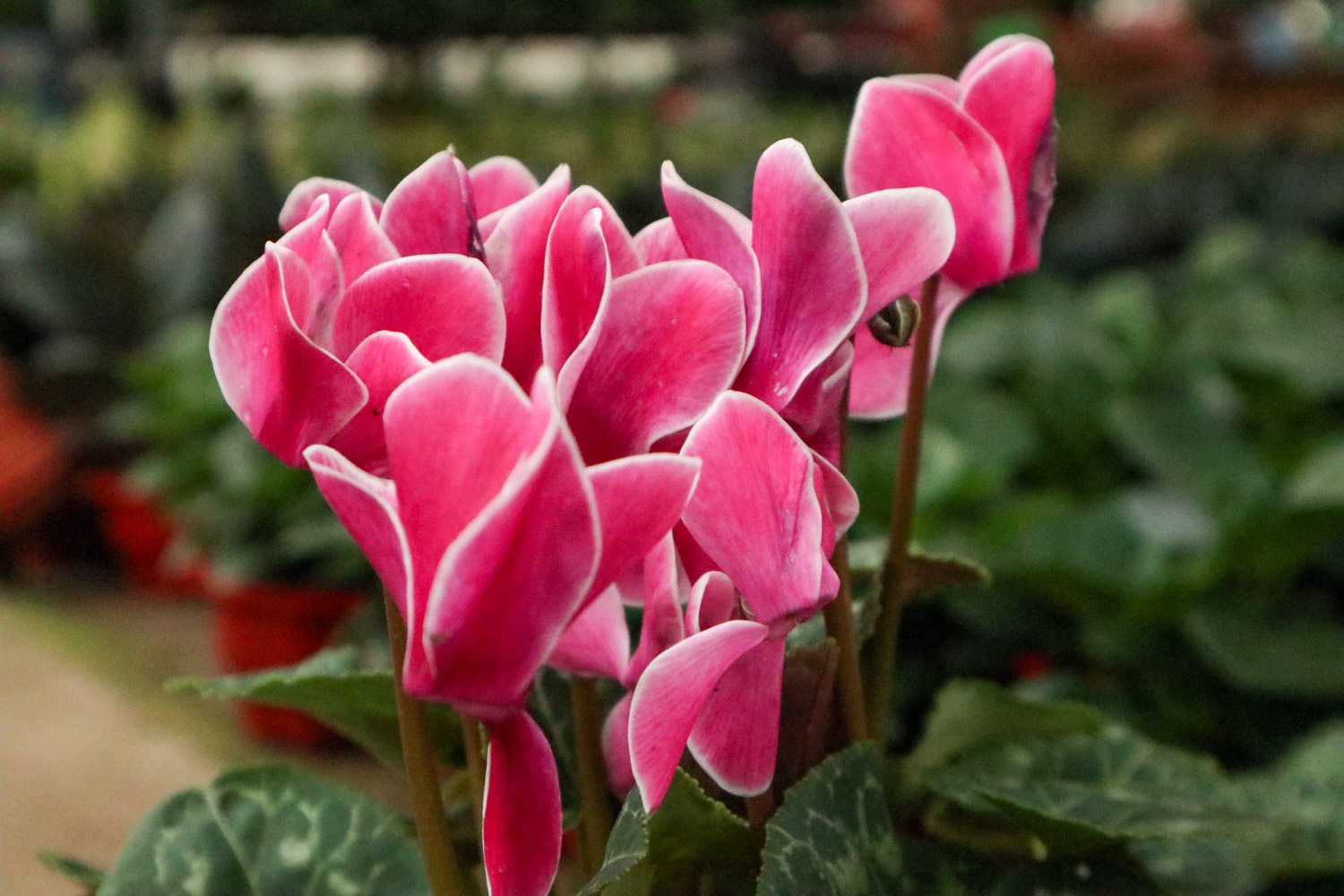 Cyclamen