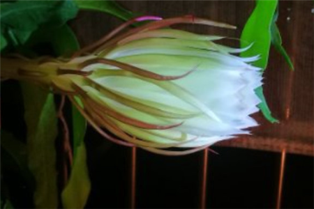 Epiphyllum