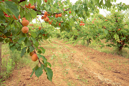 apricot tree