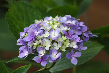 Hydrangea