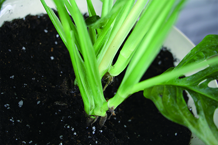 Phyllostachys pubescens