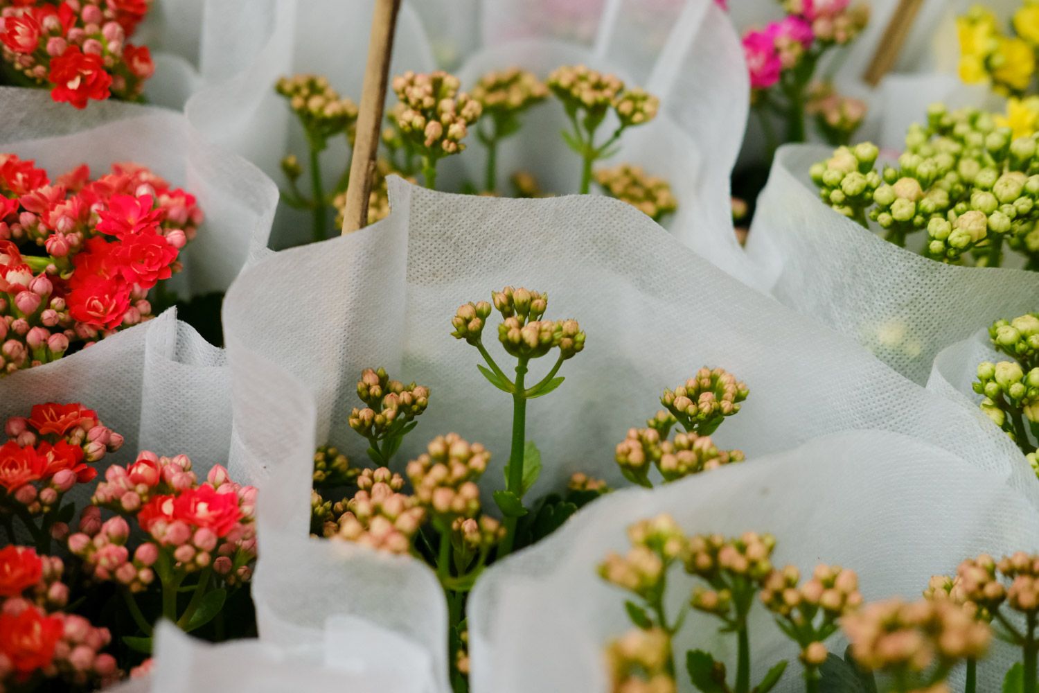 Longevity flower