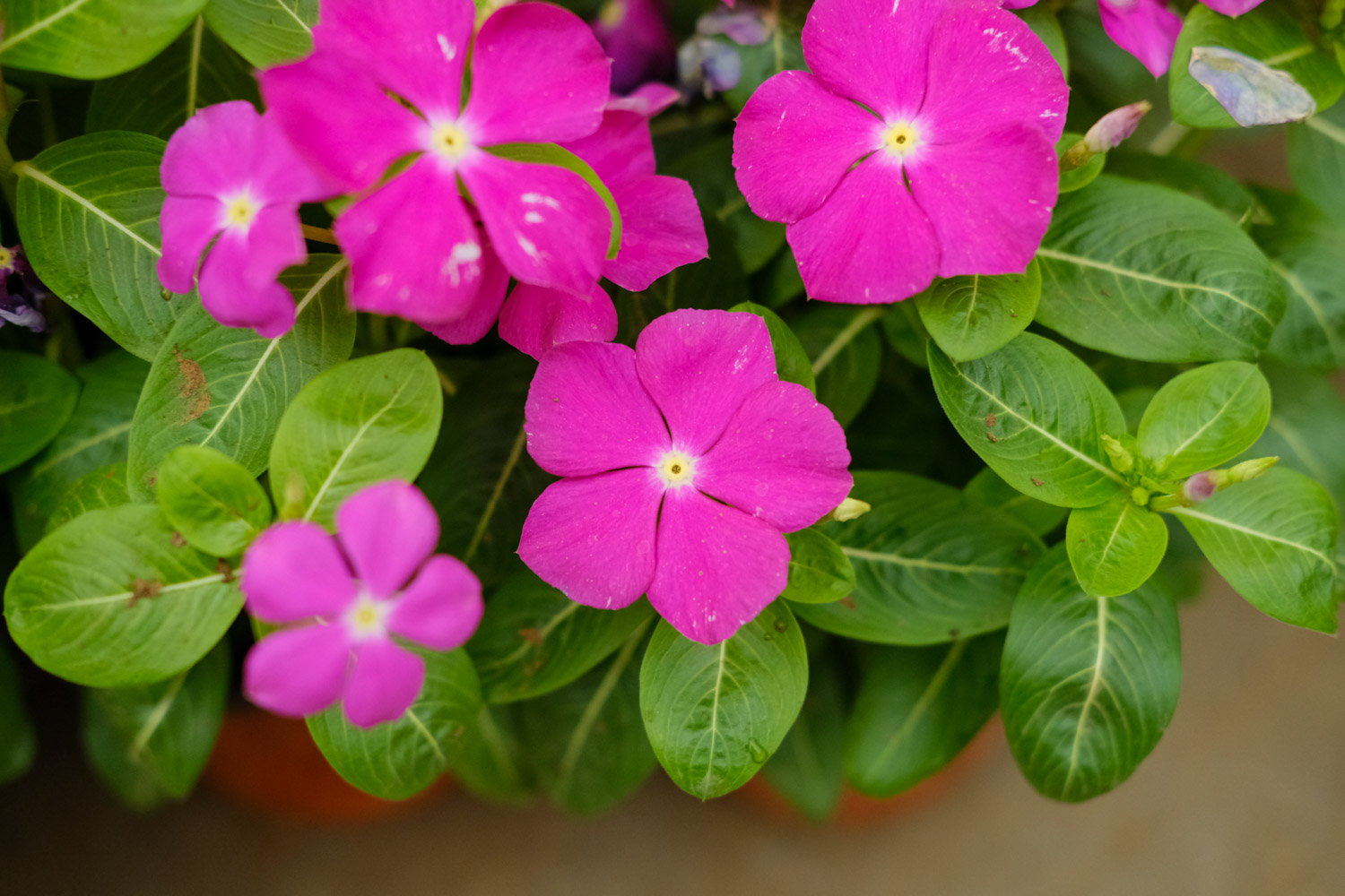 Madagascar rosy periwinkle