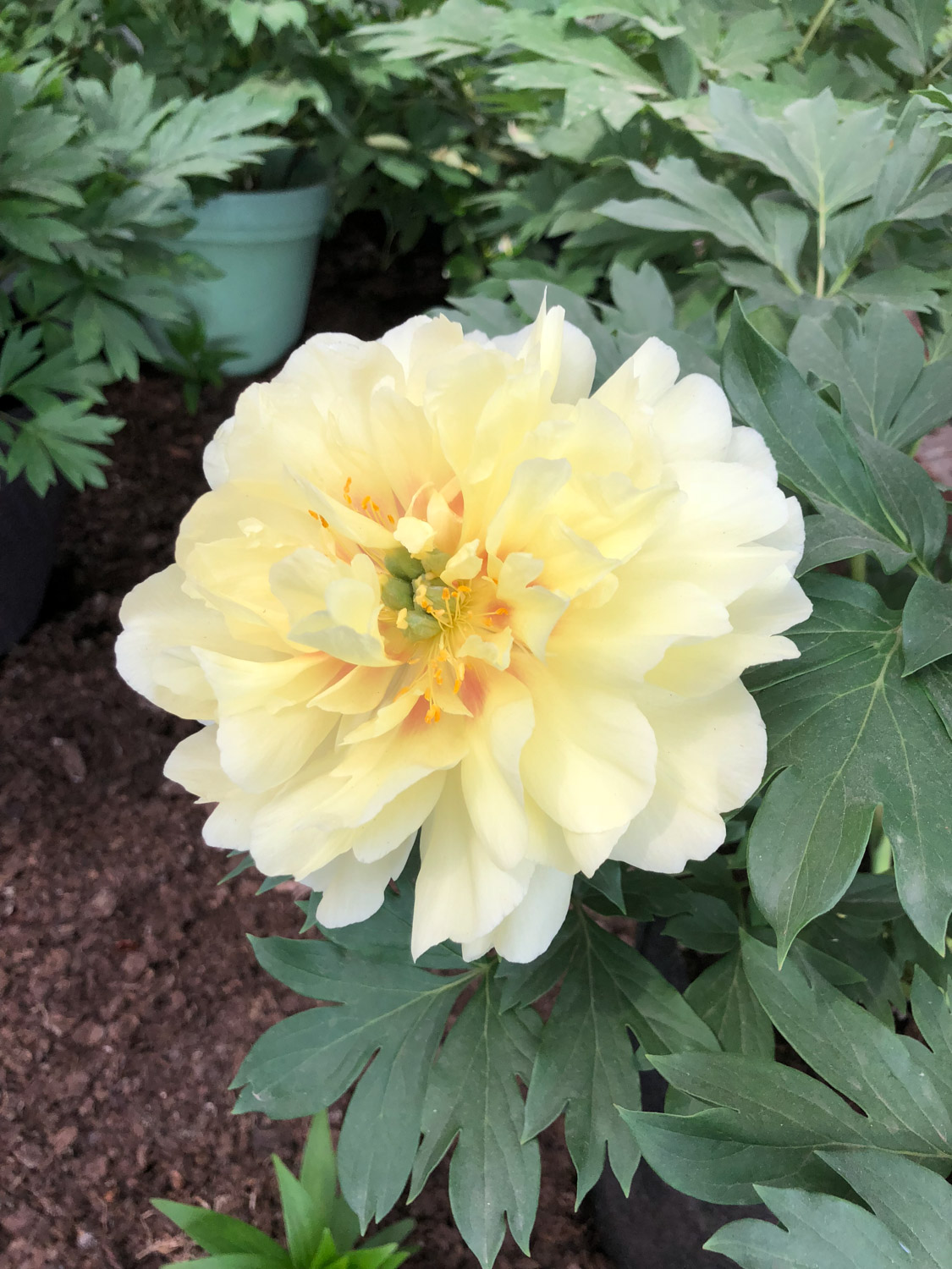 subshrubby peony flower