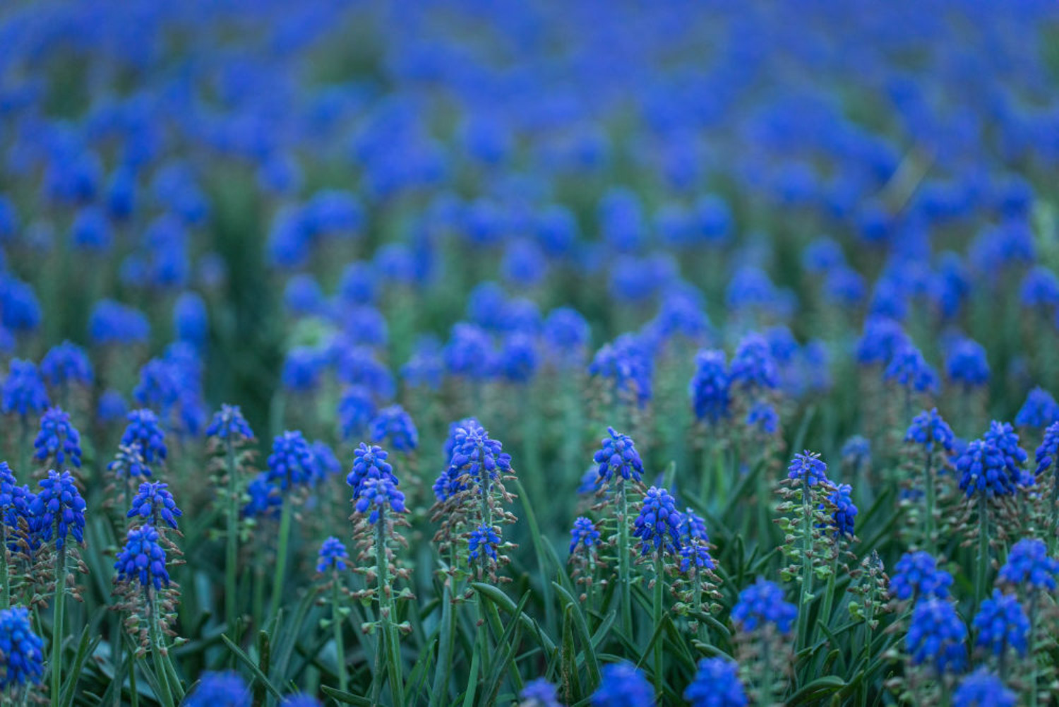 Muscari