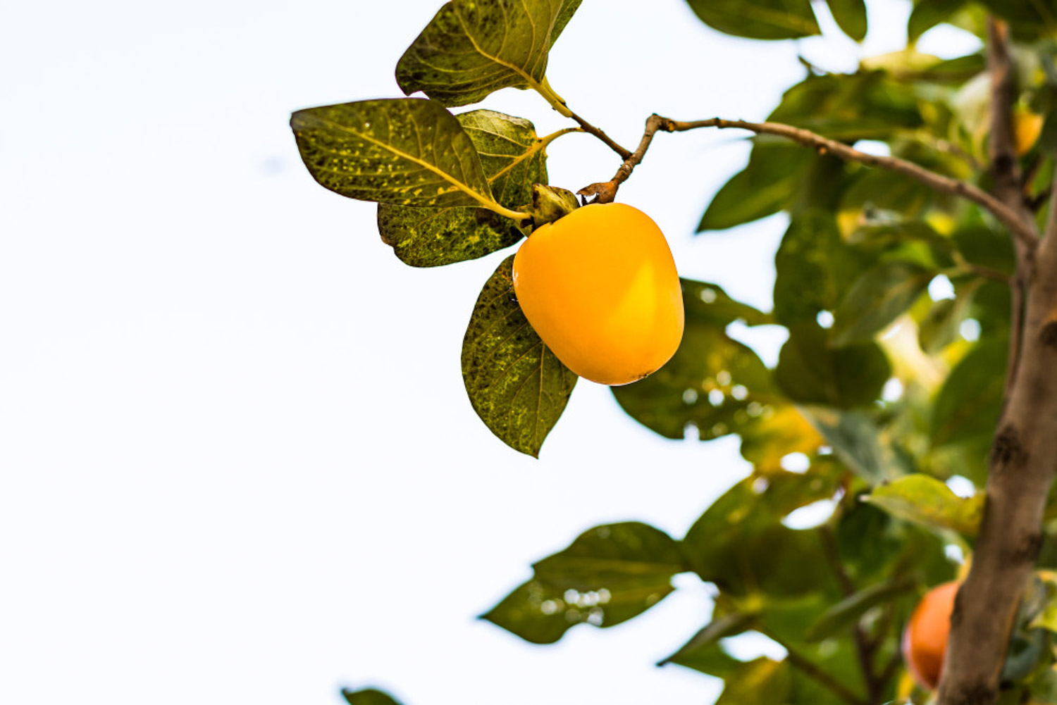 Persimmon tree