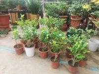 Can Jasmine take root in hydroponic culture