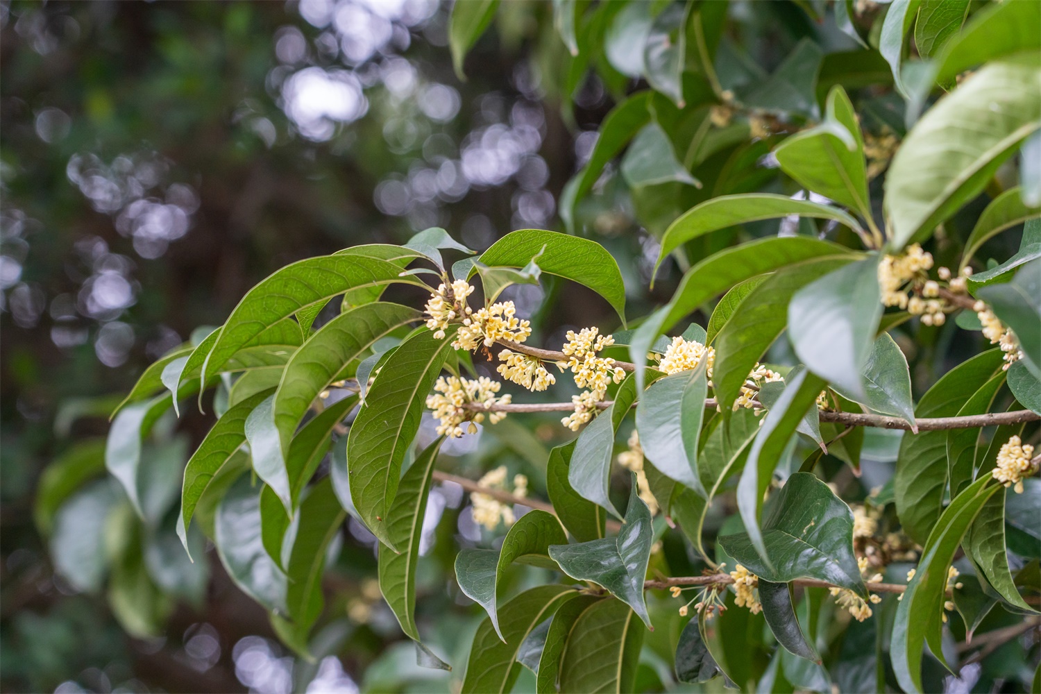 Sweet scented osmanthus tree