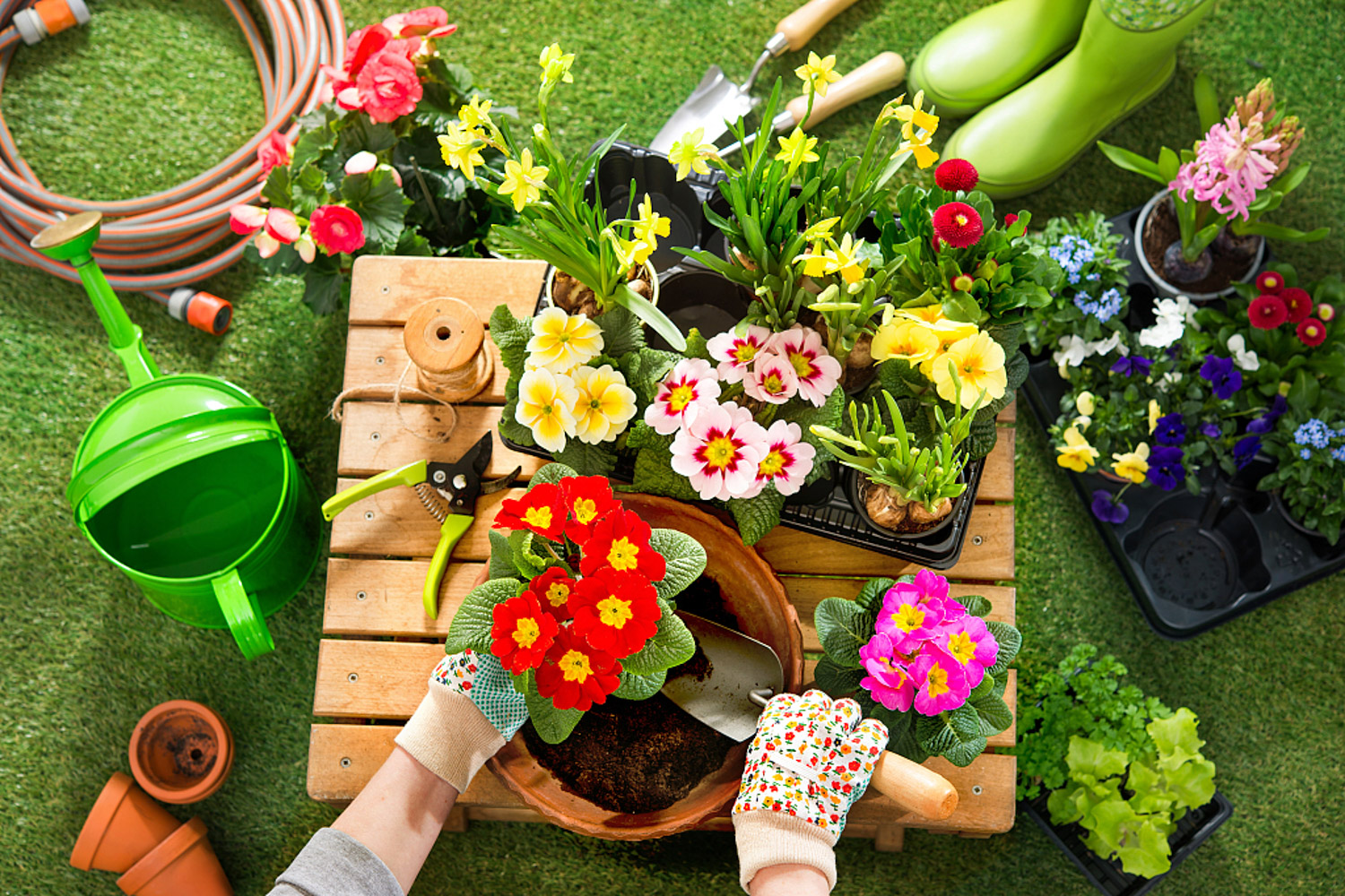 flowers and plants