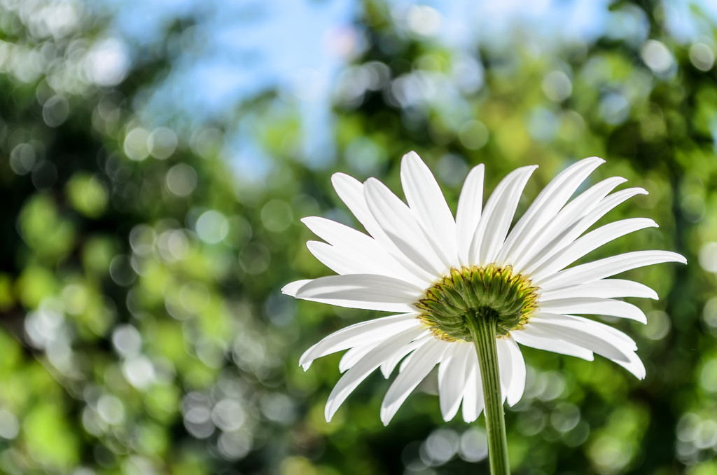 chamomile