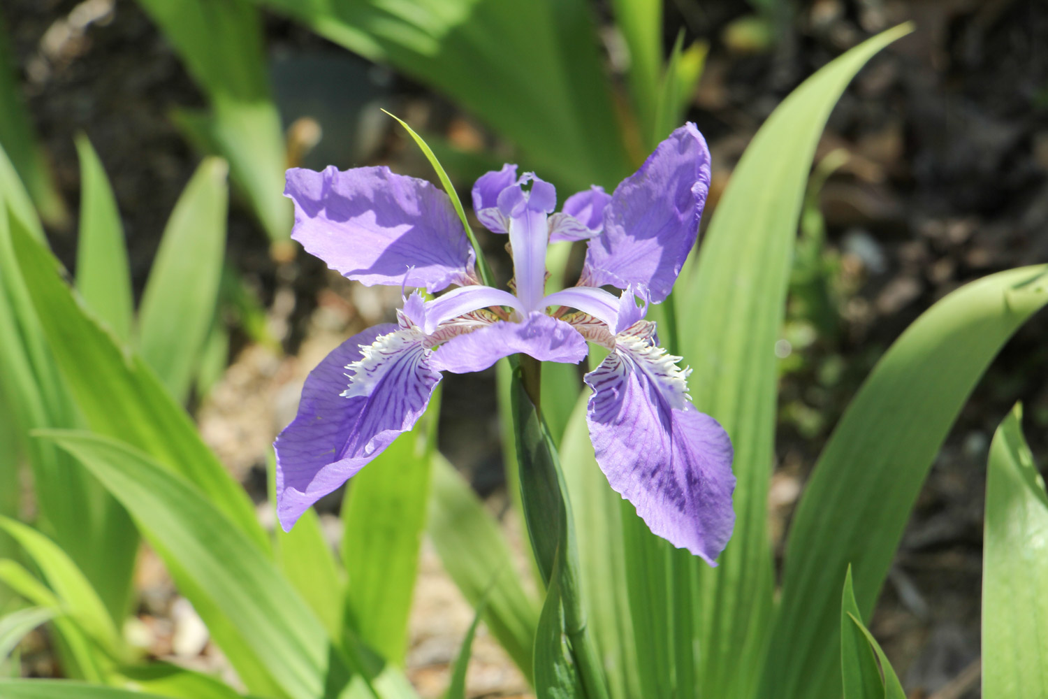 Iris