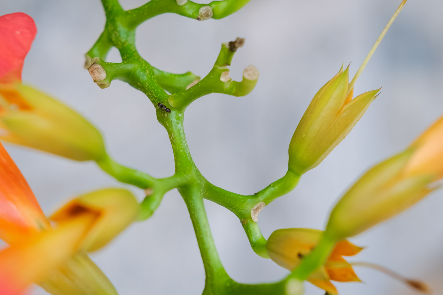 Chinese trumpet creeper