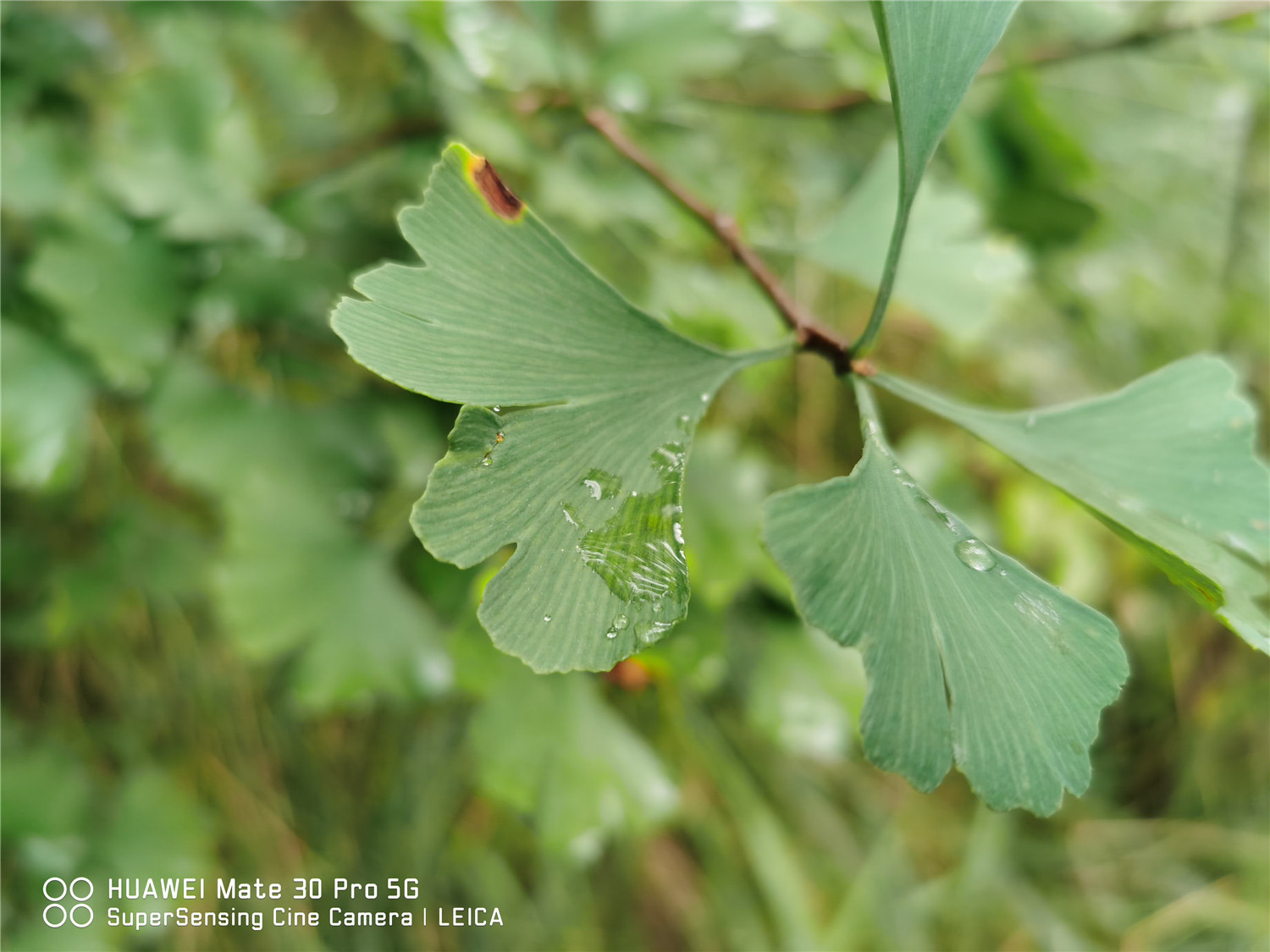 ginkgo tree