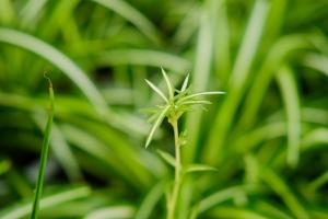 are worms good for tomato plants