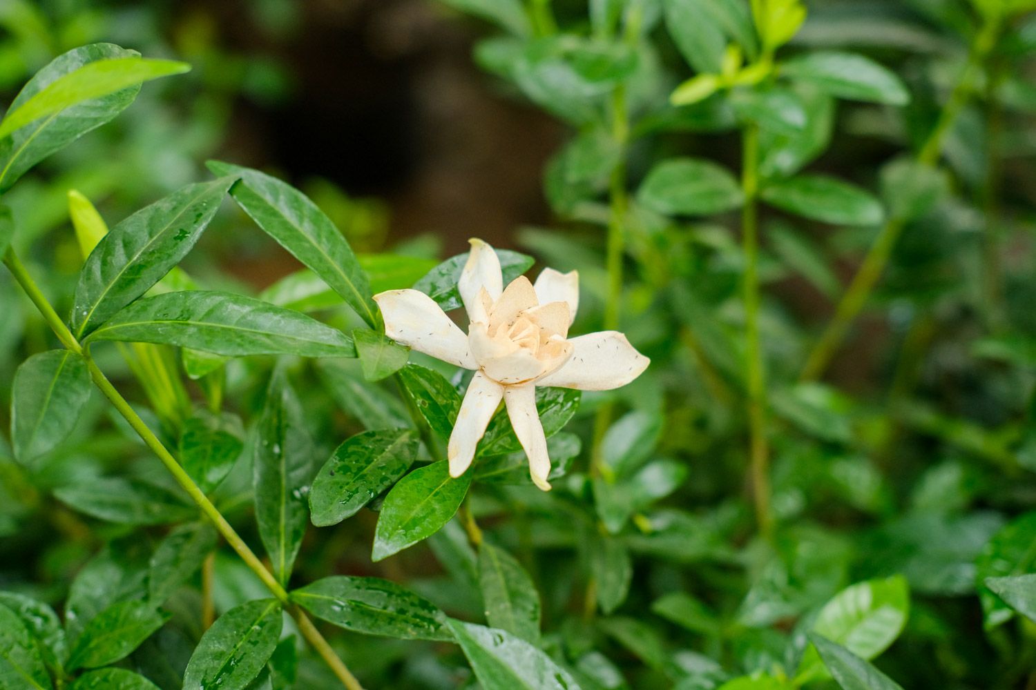 Gardenia