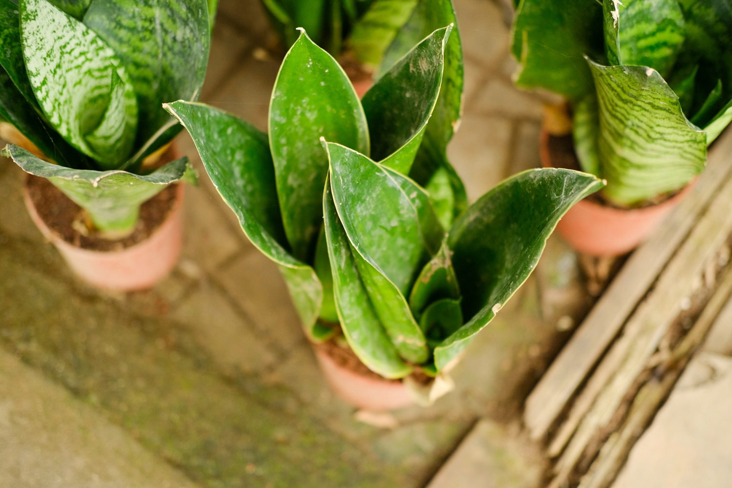 Sansevieria trifasciata