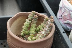 how long can a cherry tomato plant live