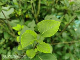 can ac water kill plants