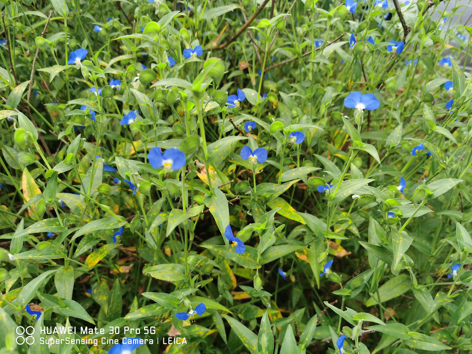 Yatuo grass