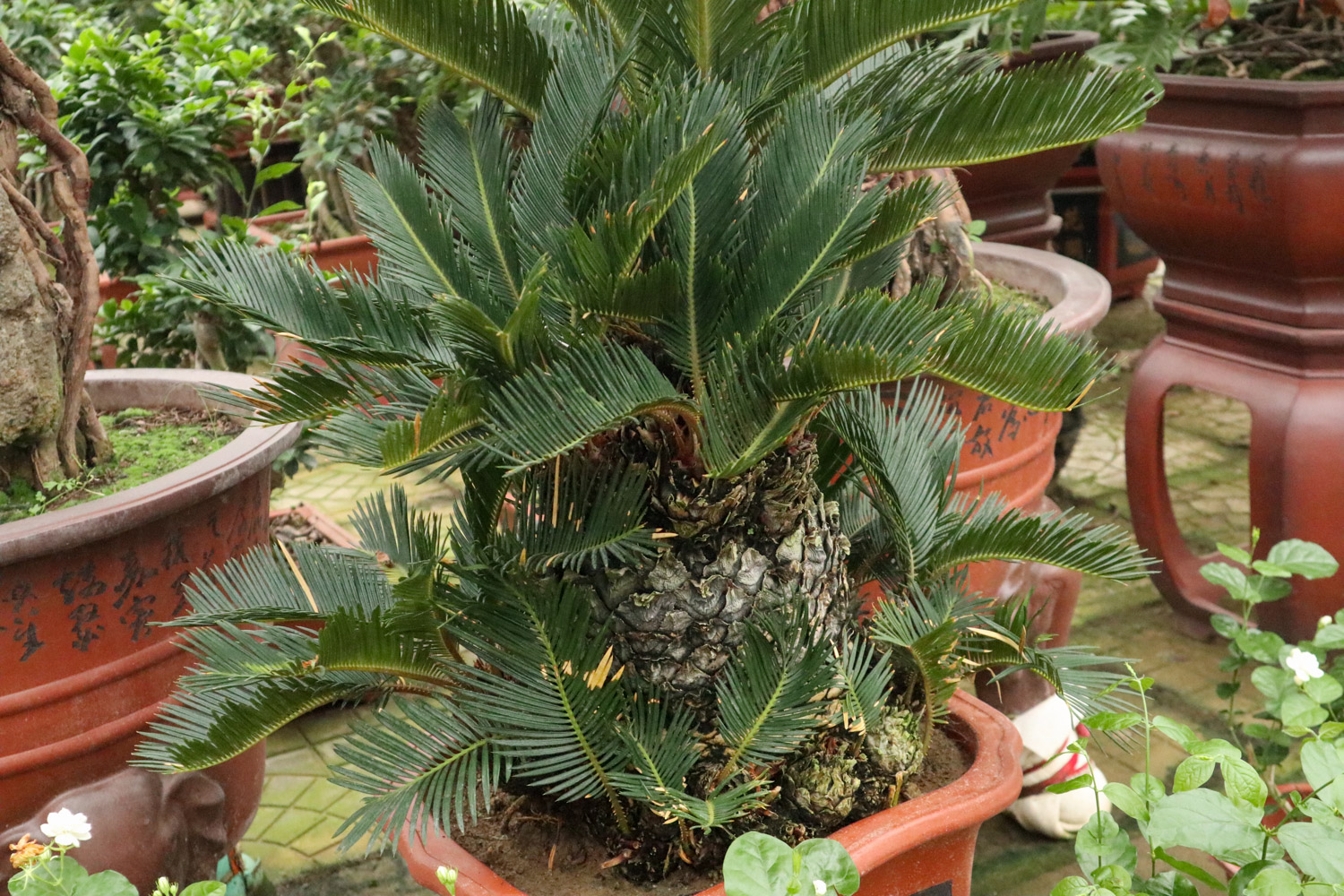 Sago cycas