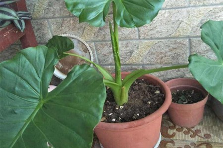 Alocasia macrorrhiza