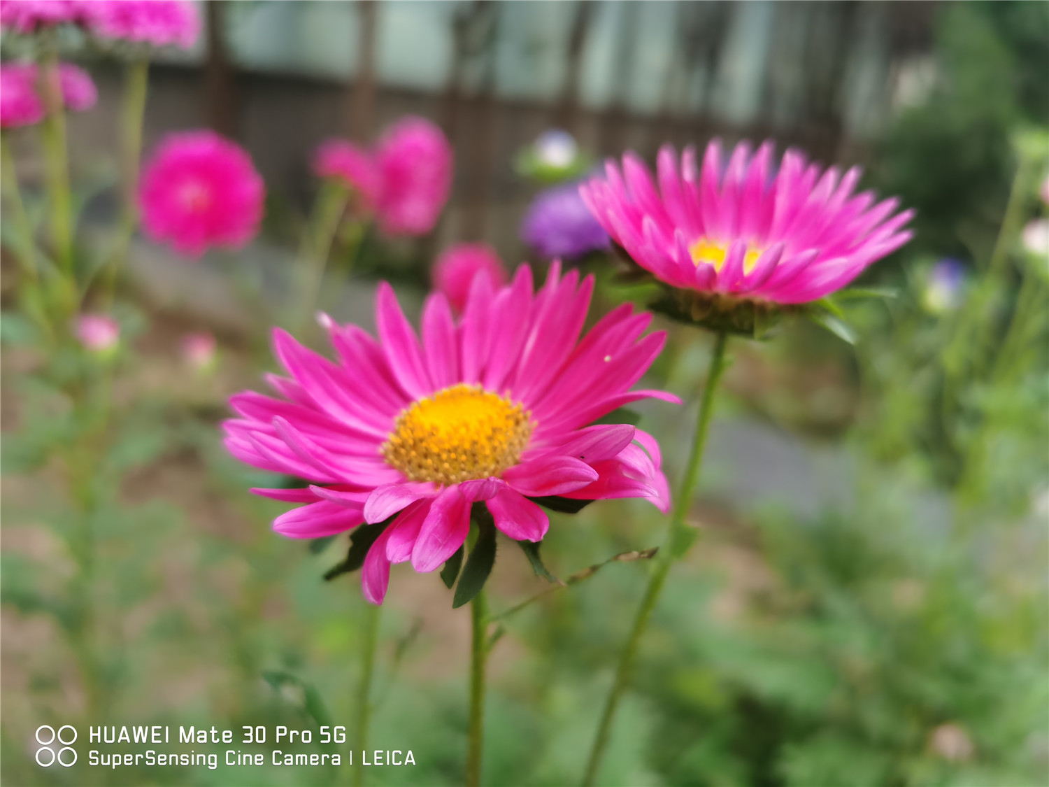 China aster