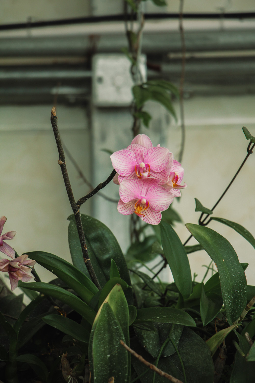 moth orchid