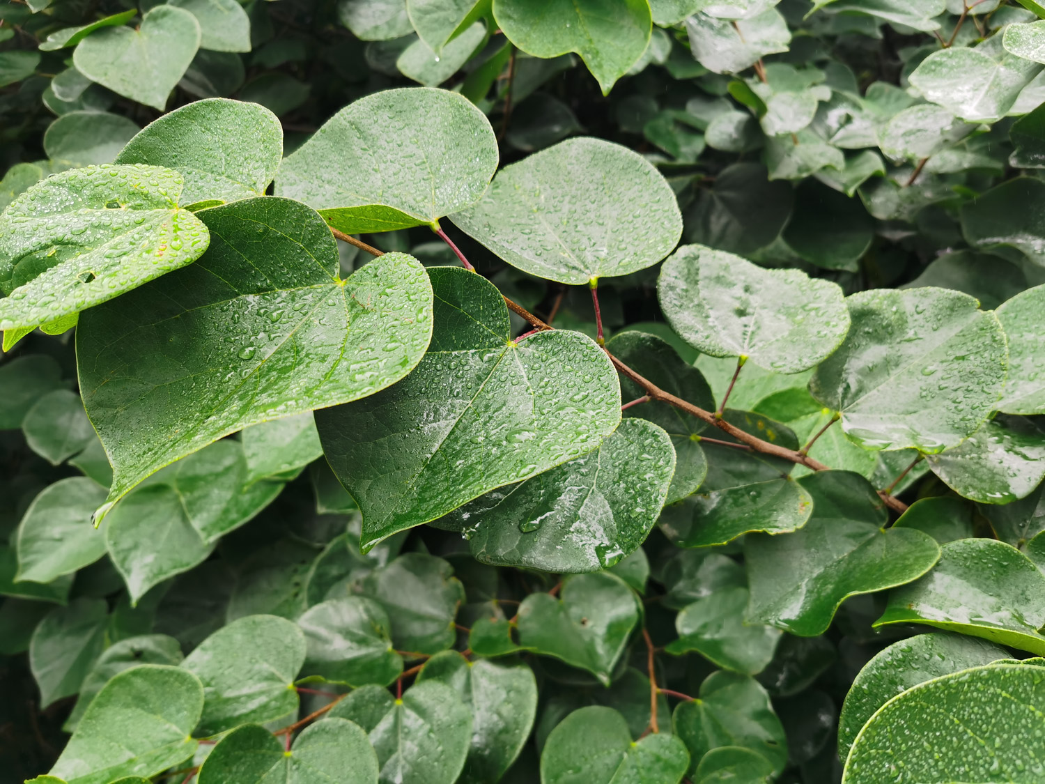 Bauhinia