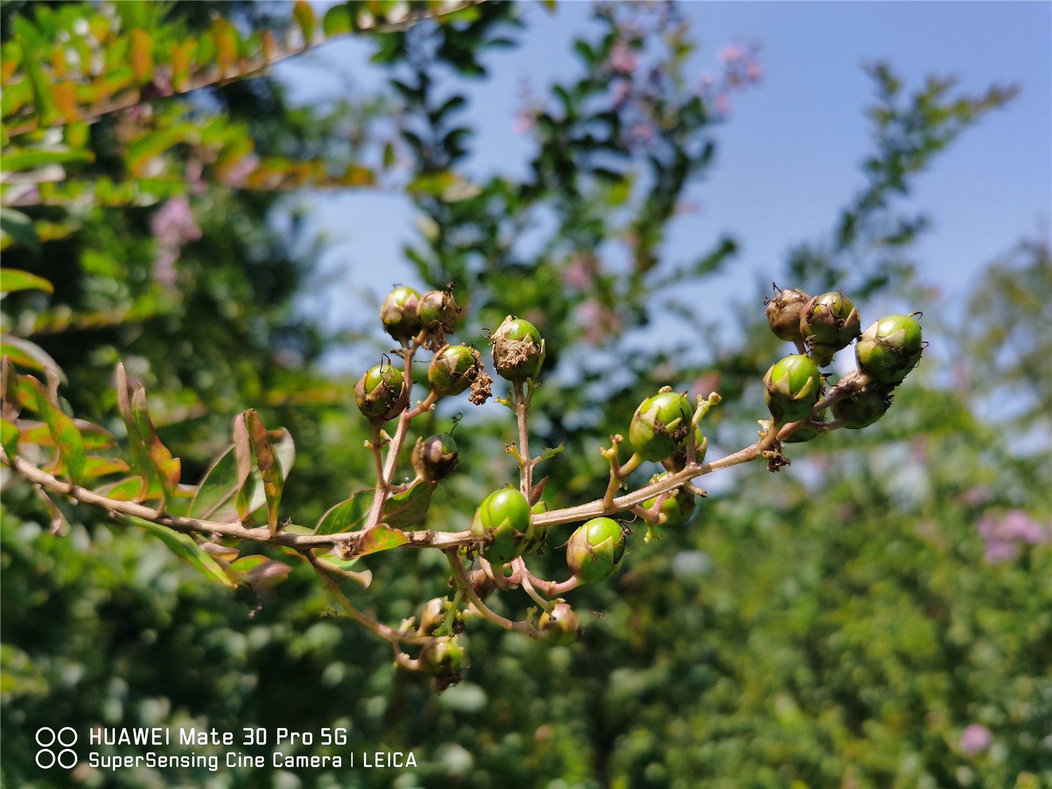 Crape myrtle