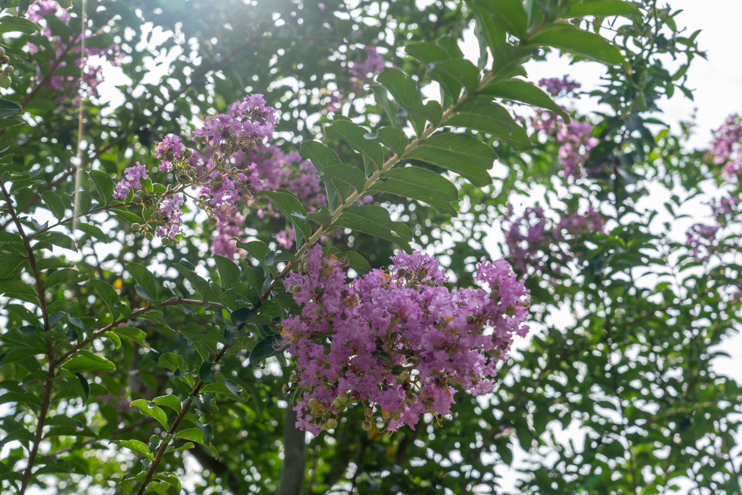 Crape myrtle