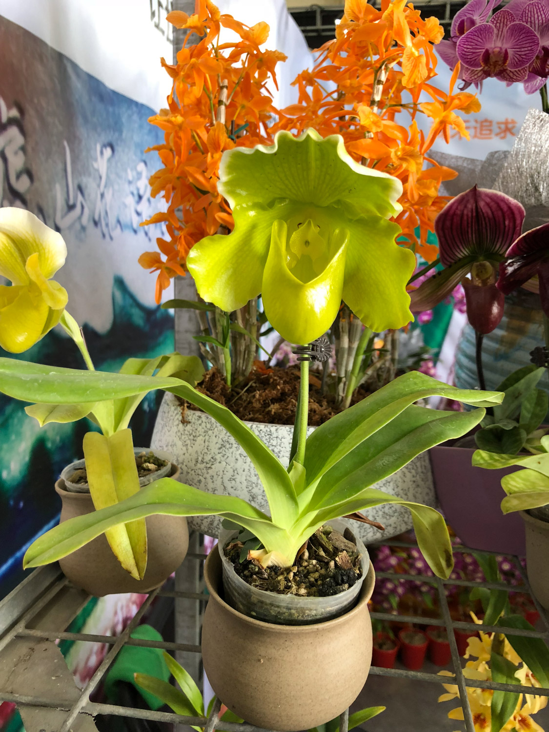 Paphiopedilum