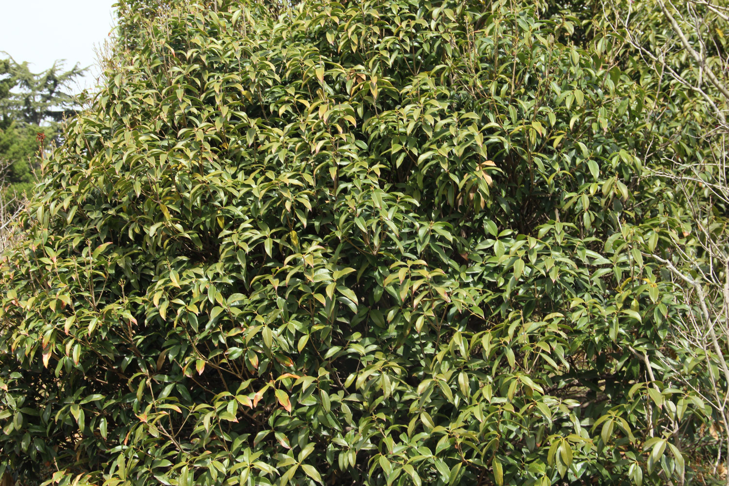 sweet-scented osmanthus