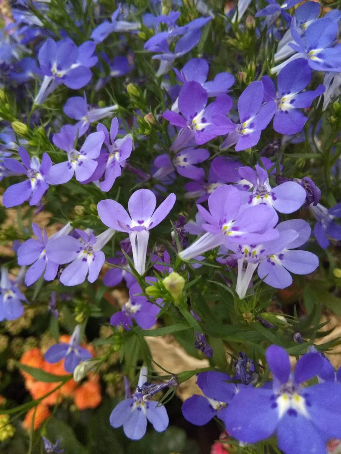 Garden Lobelia