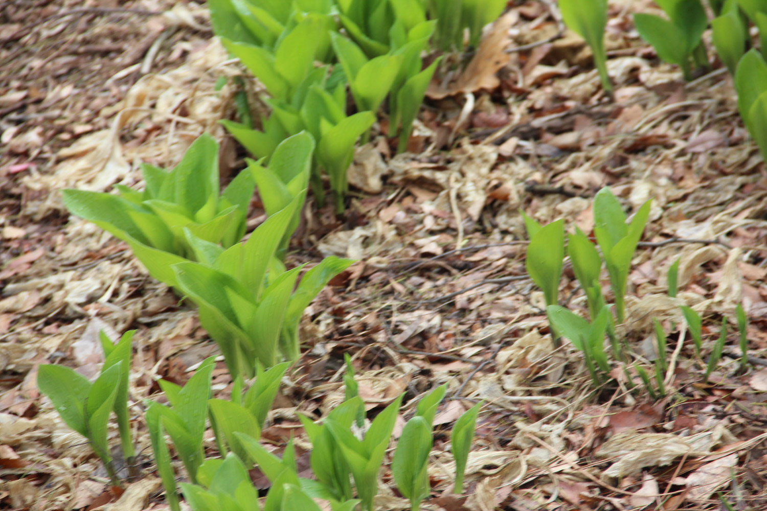 Hosta