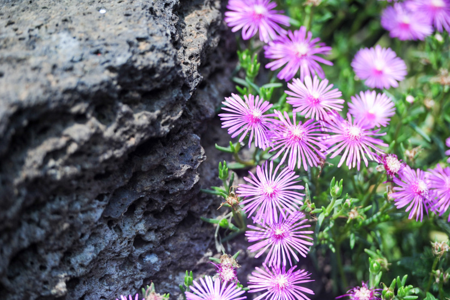 Chrysanthemum